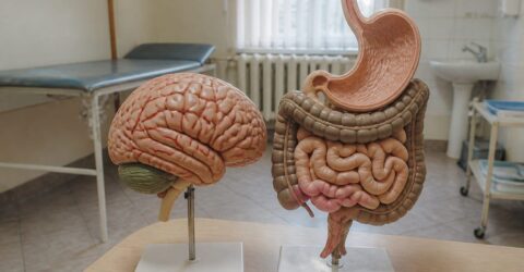 ADHD a fost asociat cu șanse cu 48% mai mari de simptome digestive într-o analiză amplă