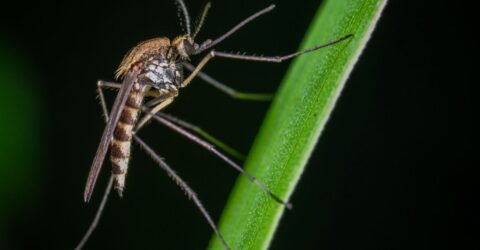 Un studiu din Melbourne leagă controlul țânțarilor de un risc cu 83% mai mic de ulcer Buruli la locuitori