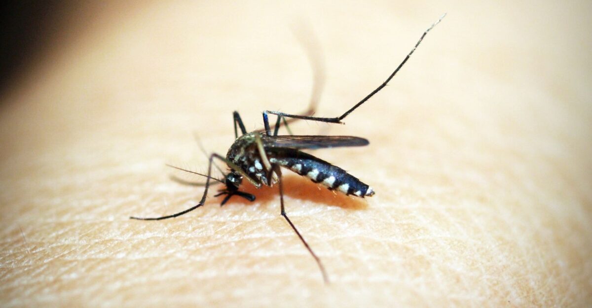 West Nile se răspândește în Europa. România are 56 de cazuri, iar țânțarii te pot expune