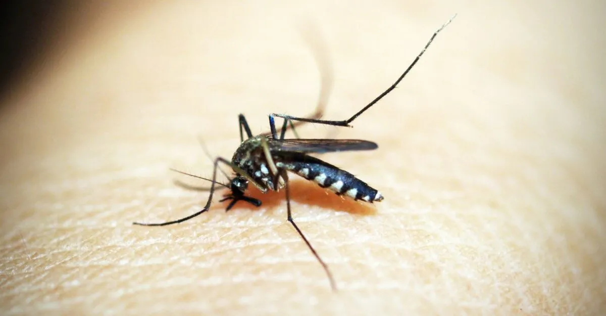 West Nile se răspândește în Europa. România are 56 de cazuri, iar țânțarii te pot expune