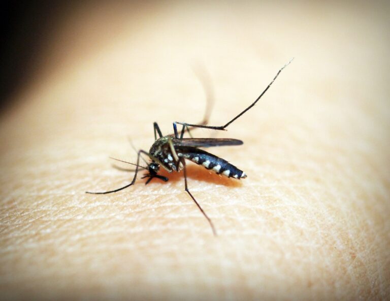 West Nile se răspândește în Europa. România are 56 de cazuri, iar țânțarii te pot expune